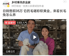蒙陰長毛兔采毛方法與注意事項，你了解嗎
