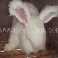 長毛兔飼養中存在哪些問題大家知道嗎
