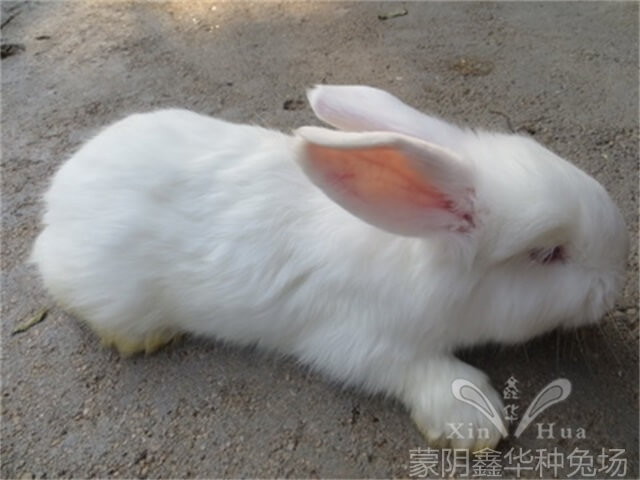 養長毛兔需要做哪些管理？
