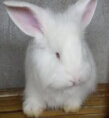 怎樣減少兔飼料的浪費