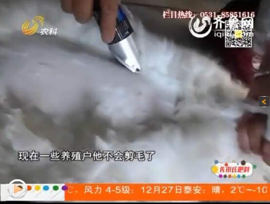 長毛兔