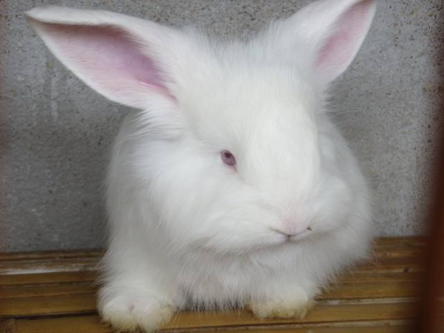 長毛兔飼養(yǎng)根本知識(shí)有哪些