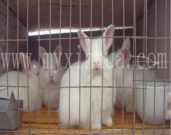 蒙陰長毛兔的飼養有哪些講究？