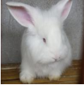 不同時(shí)段的長毛兔飼料方式介紹!